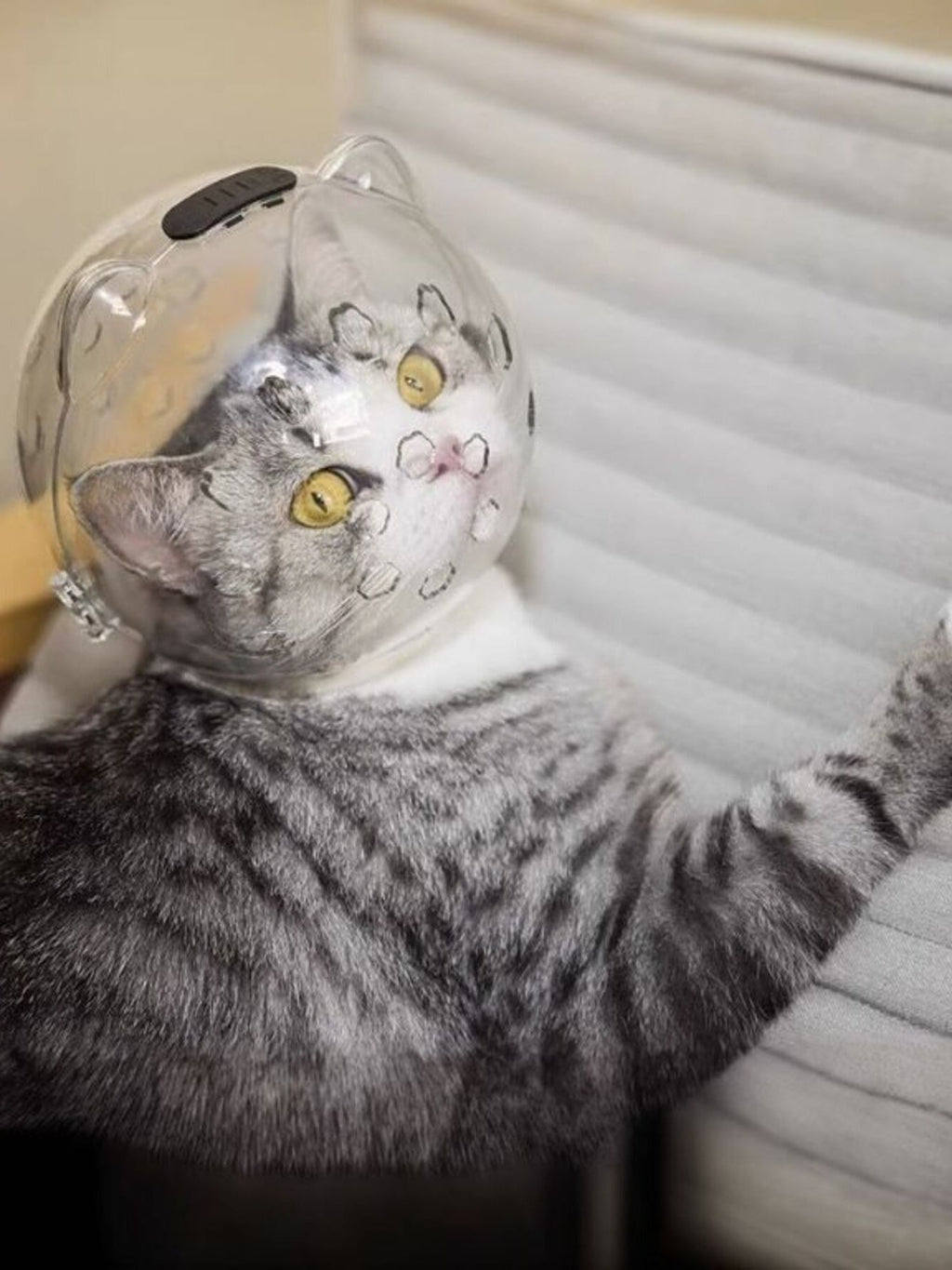 Transparent Anti-Bite Pet Spherical Head Cover