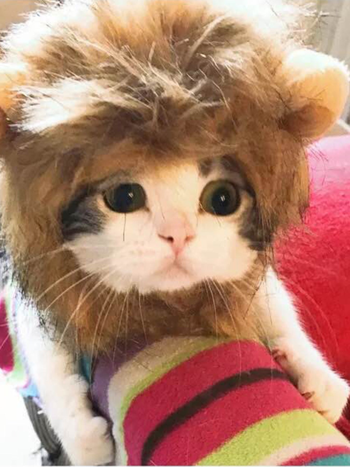 Lion Mane Pet Headwear