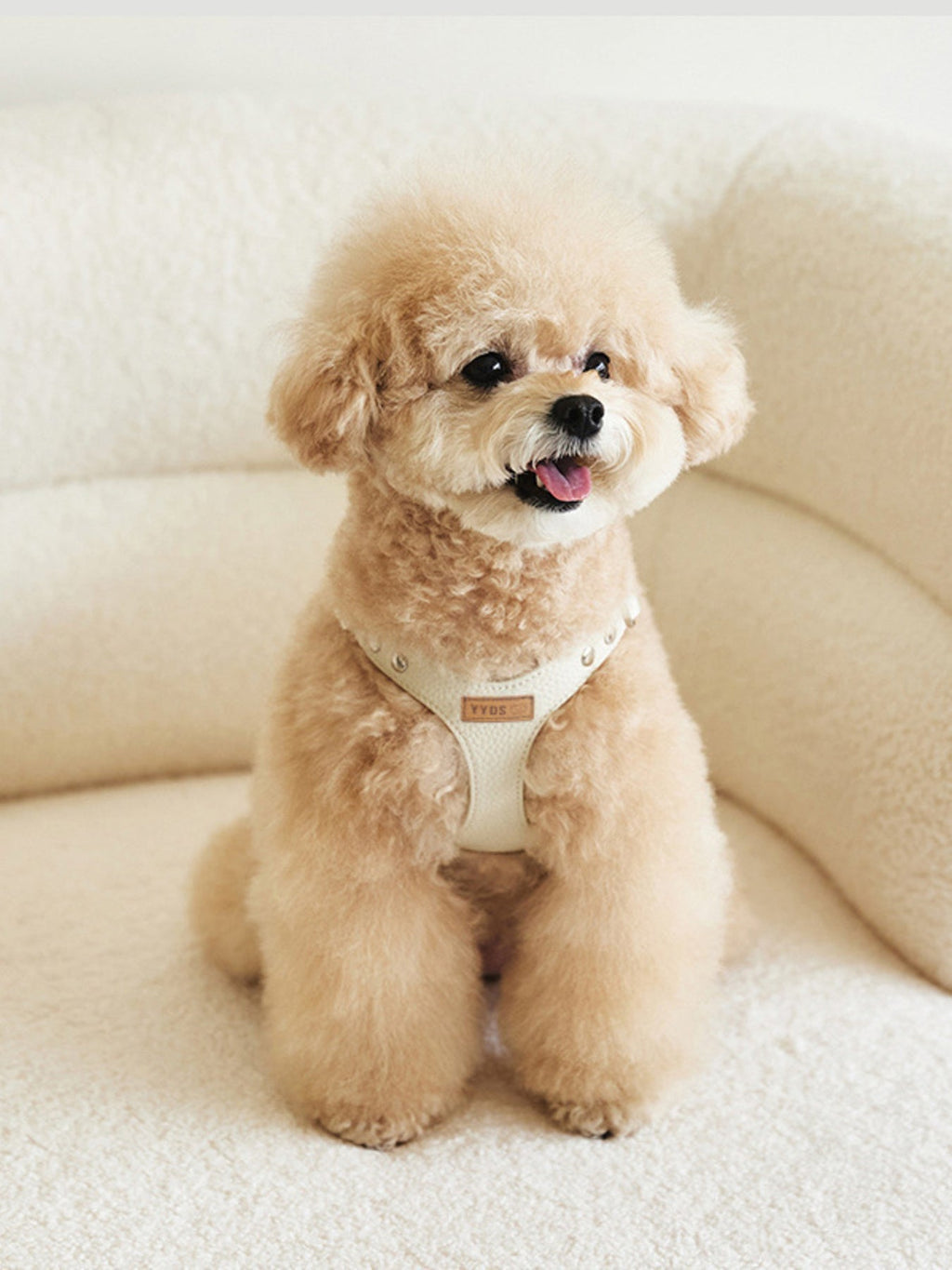 Rivet-Decorated Dog Harness Leash Set