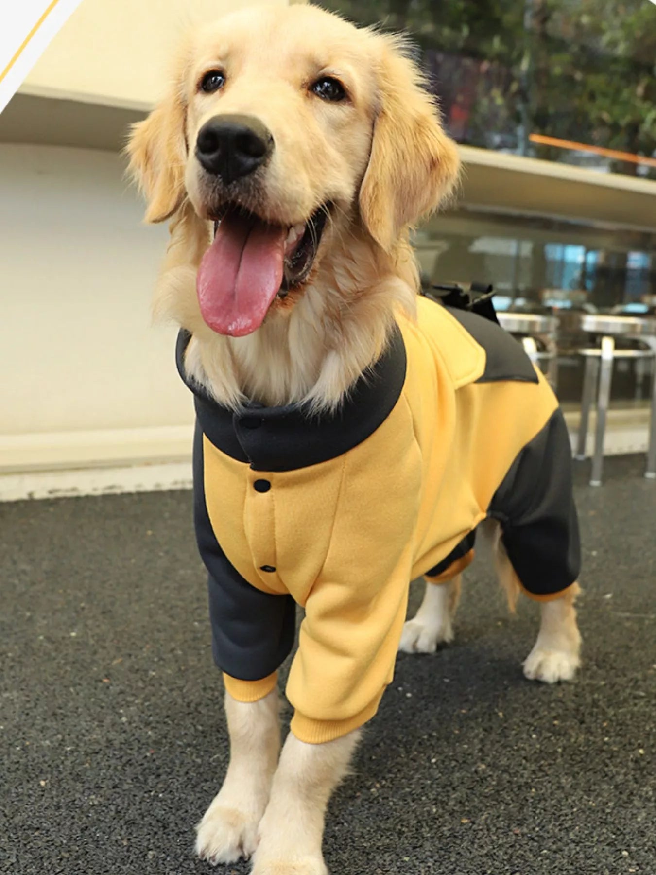 Two-Tone Dog Jacket