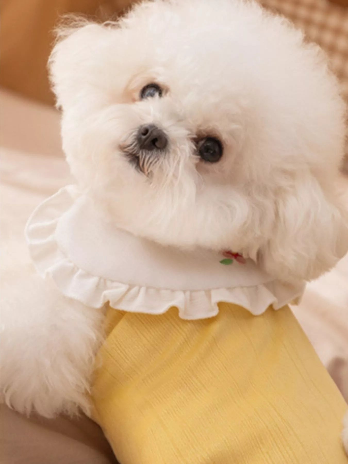 Button-Down Pet Jumpsuit with Ruffle Collar