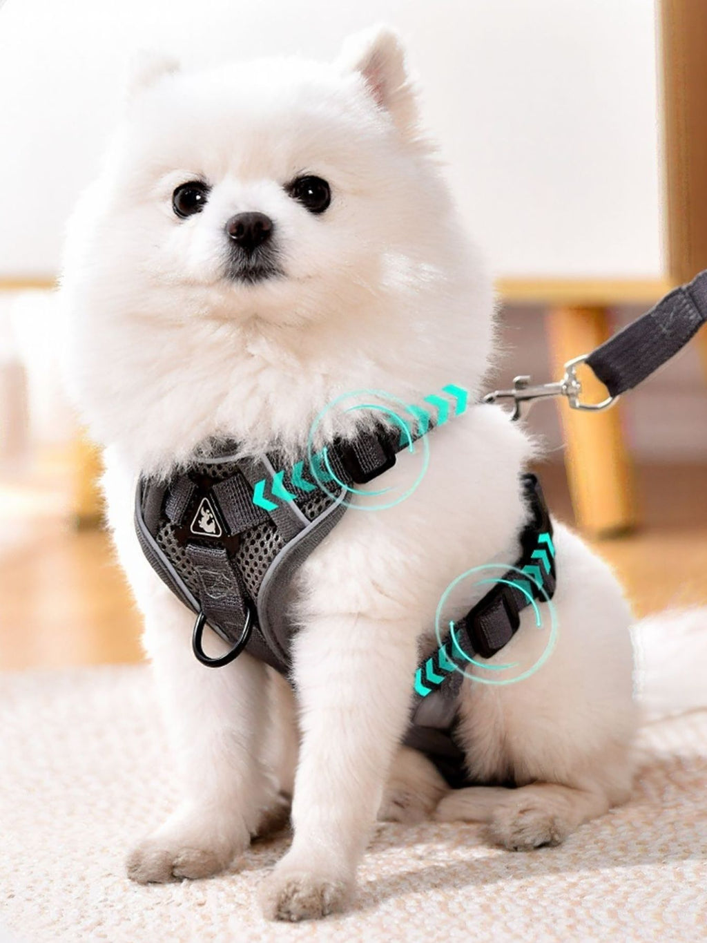 Pet Harness and Leash Set
