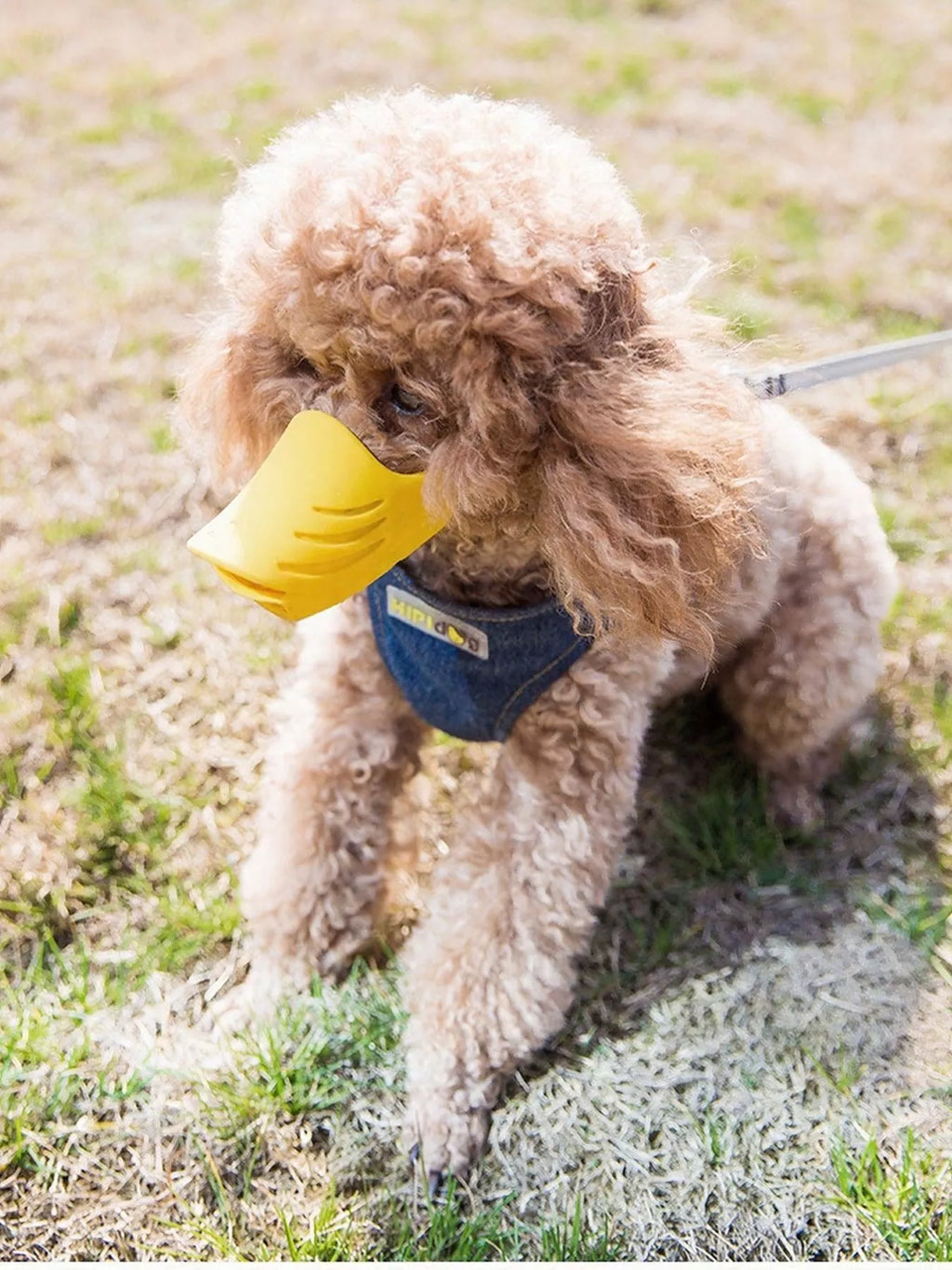 Duck-Billed Style Pet Muzzle