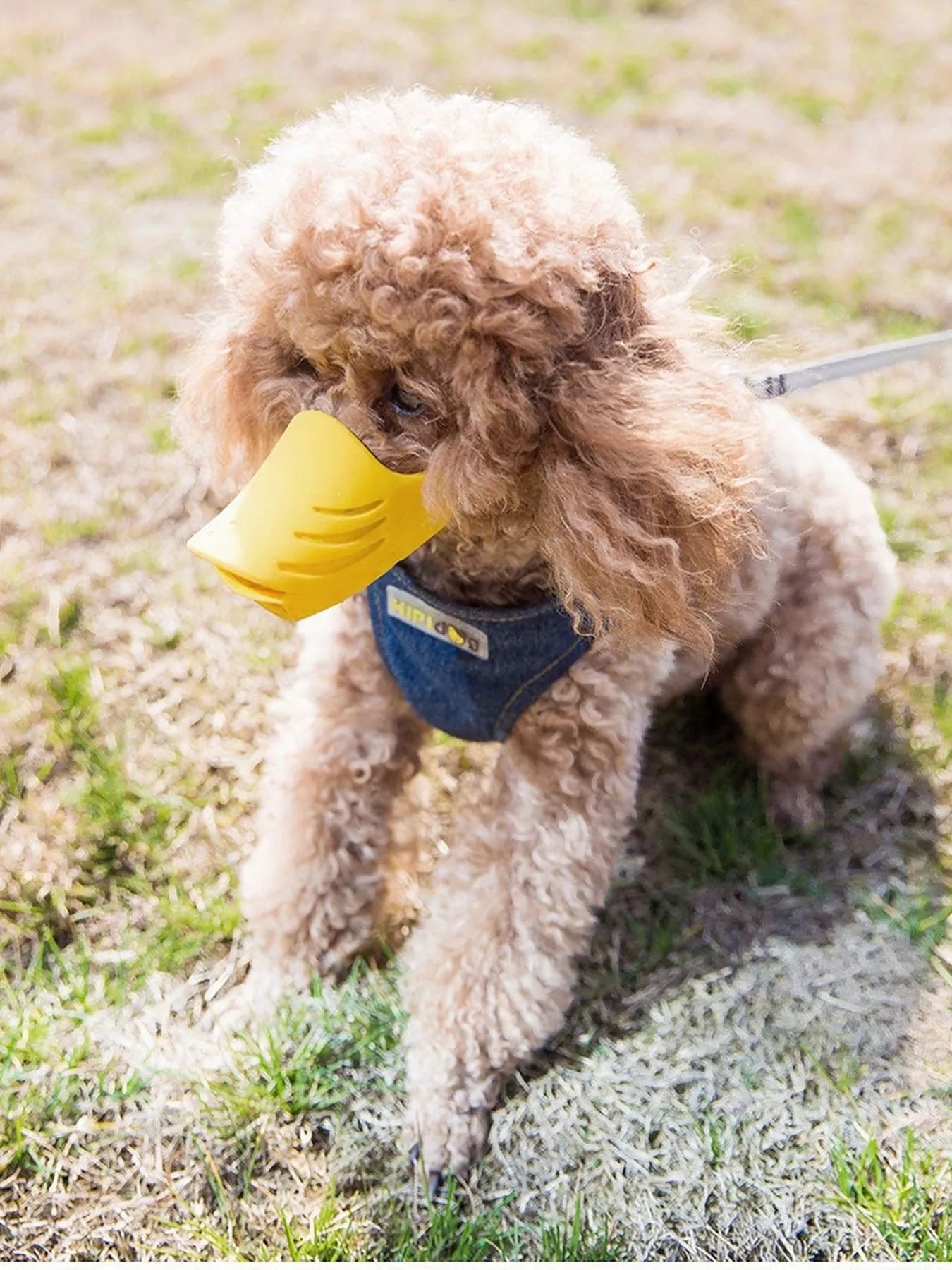 Duck-Billed Style Pet Muzzle