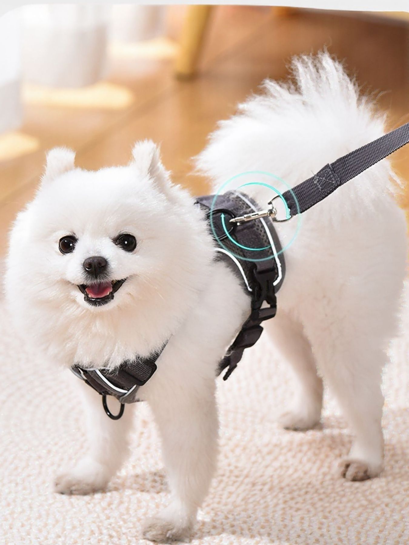 Pet Harness and Leash Set