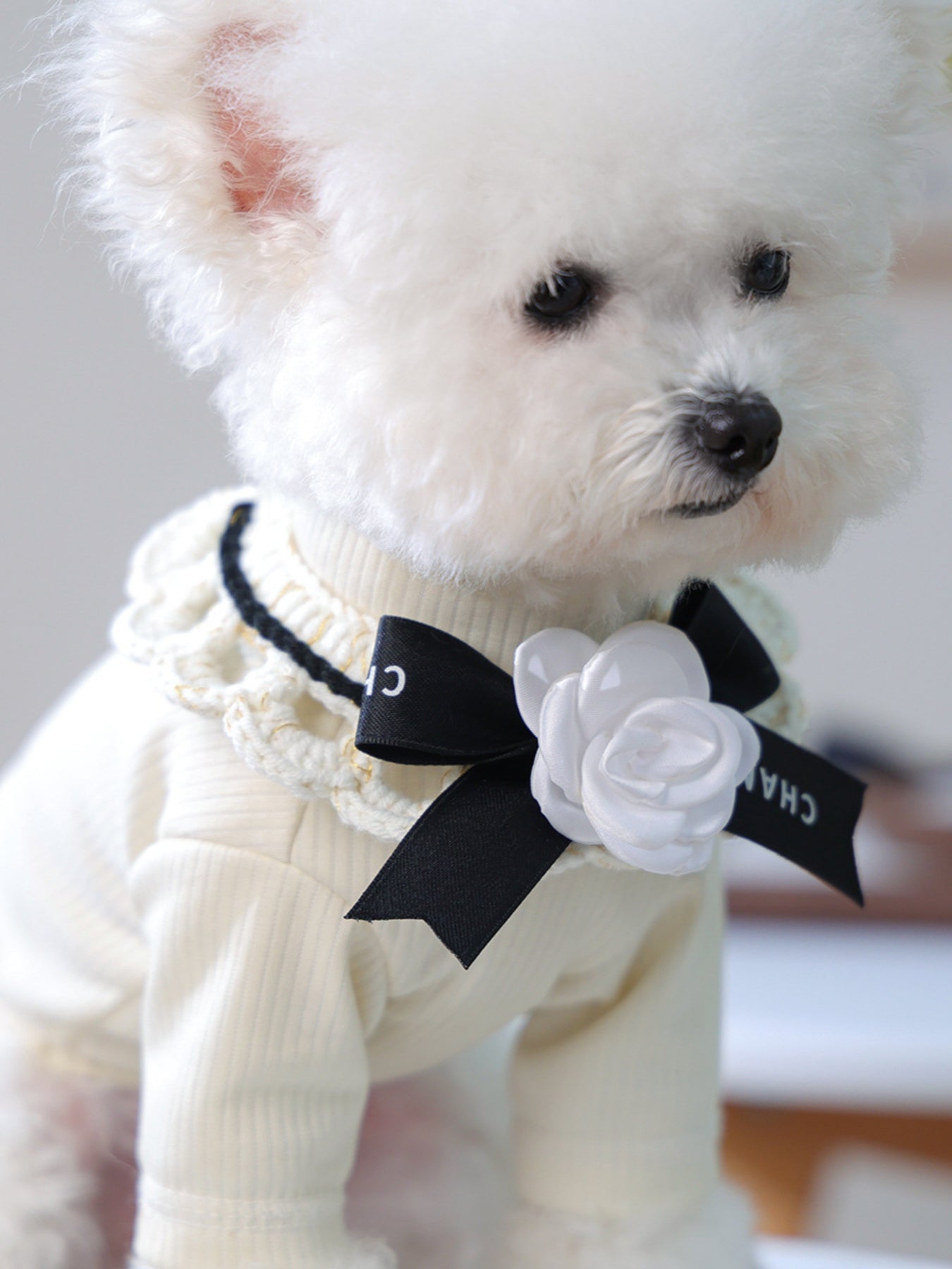 Contrast Pet Scarf