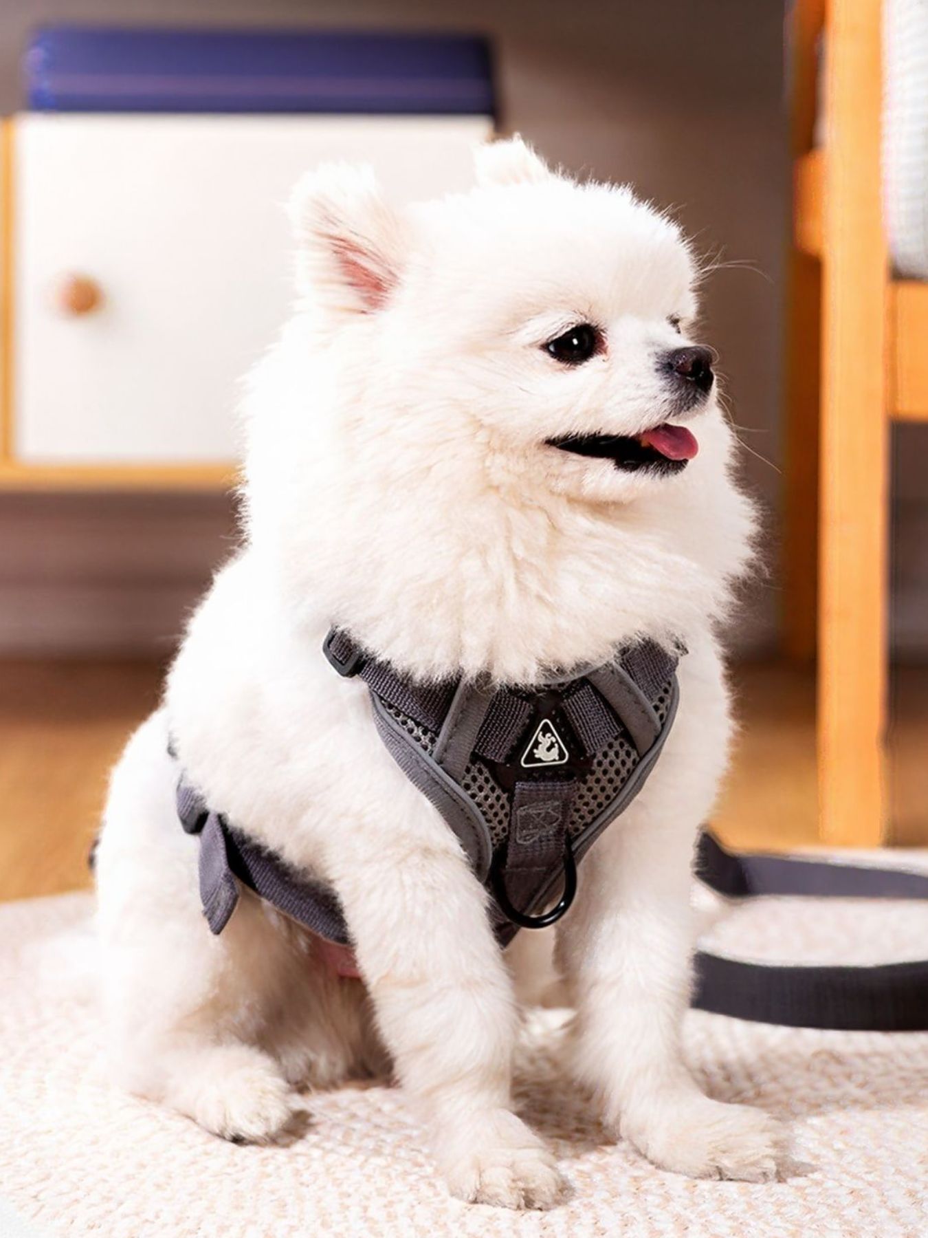 Pet Harness and Leash Set