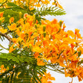 Island Nectar Fragrance Oil
