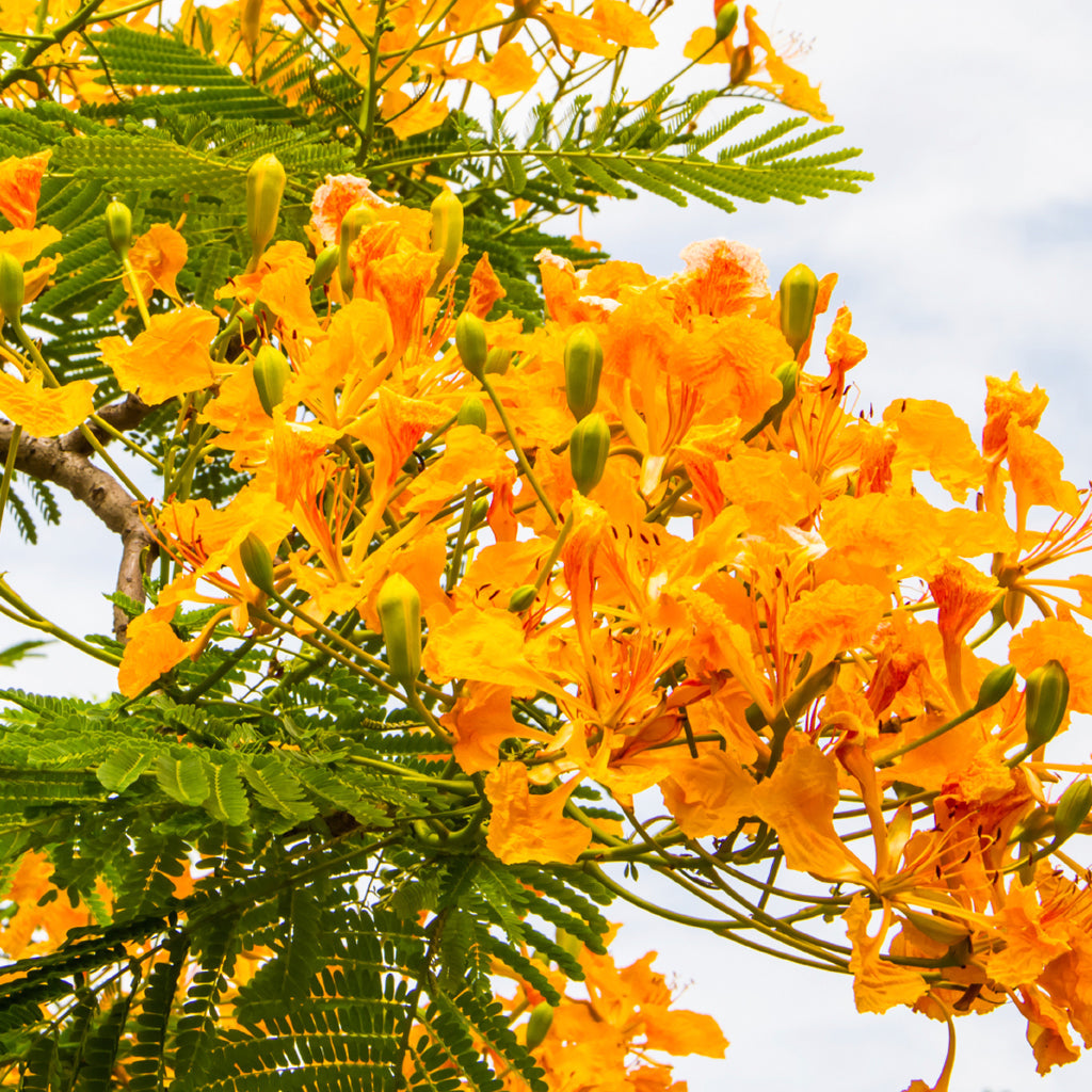 Island Nectar Fragrance Oil