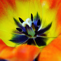 Calypso Sun Fragrance Oil
