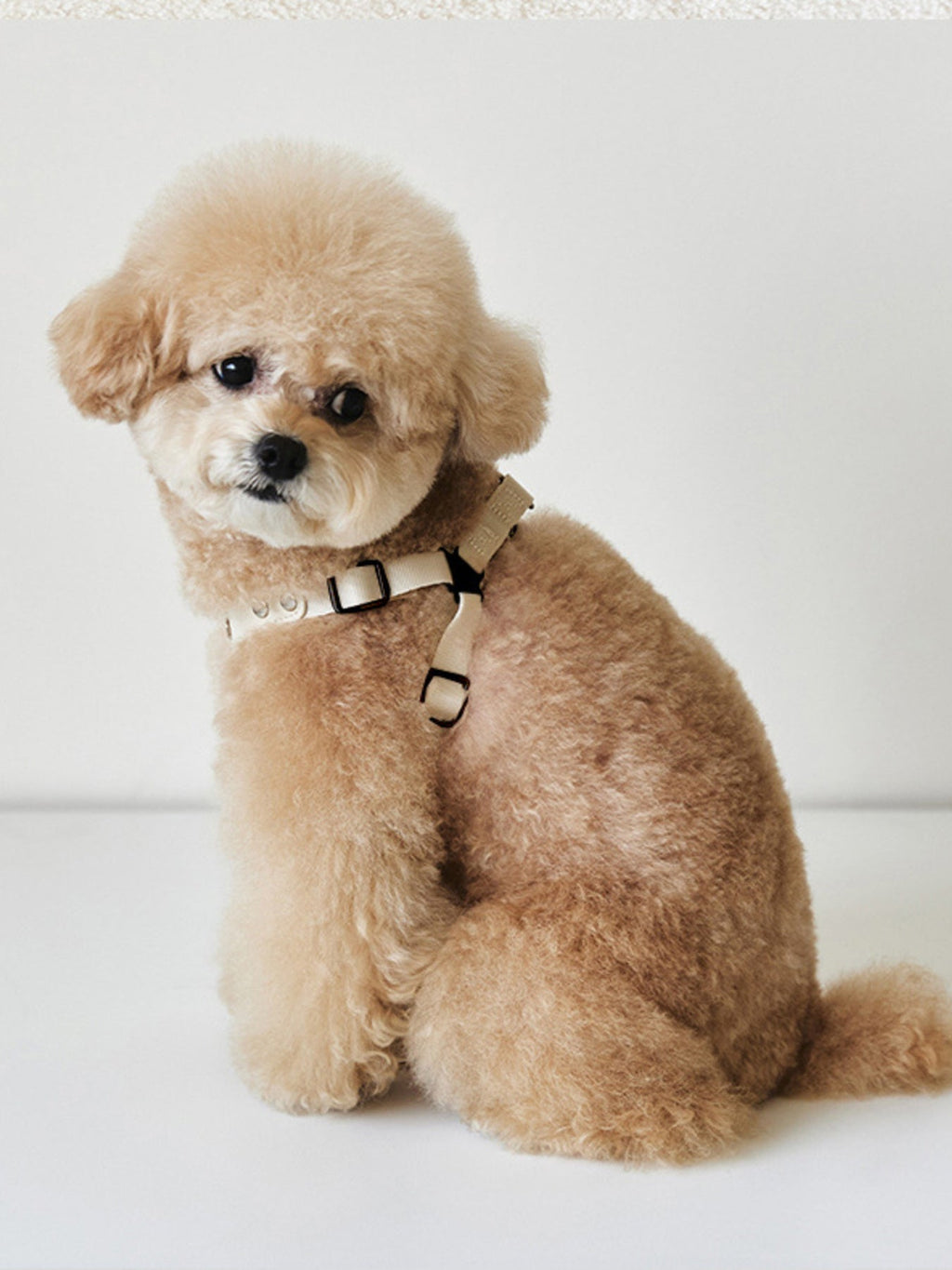 Rivet-Decorated Dog Harness Leash Set