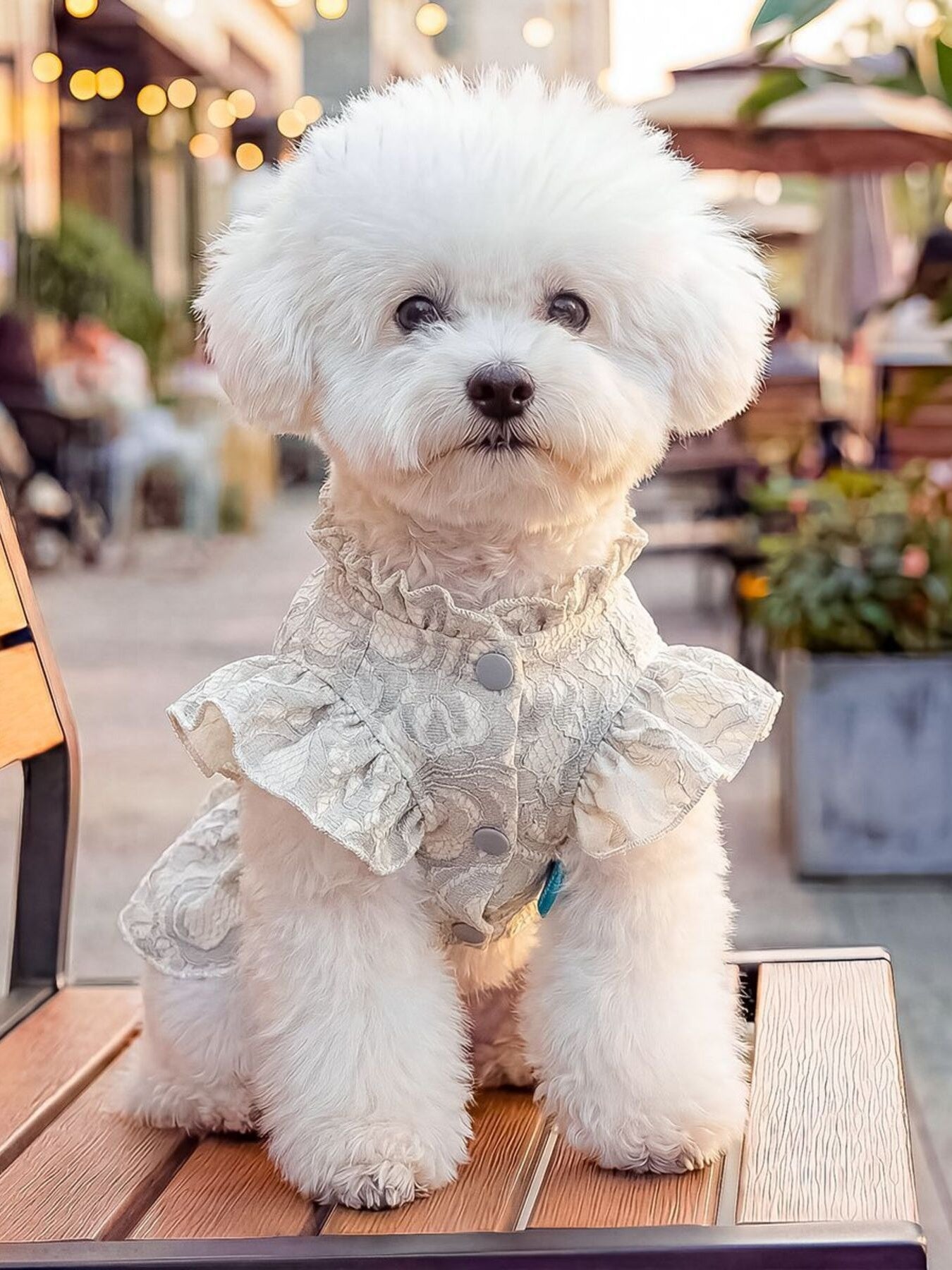 Ruffled Pet Dress with Bow