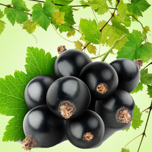 Black Currant Vanilla Fragrance Oil