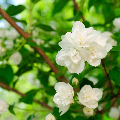 Jasmine Frangipani Fragrance Oil