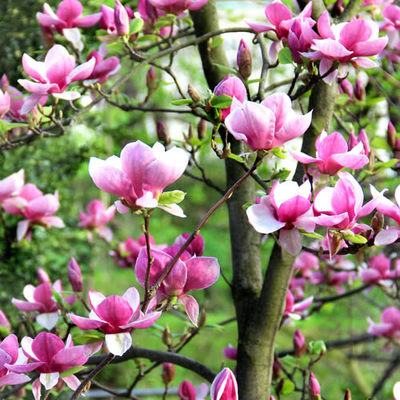 Magnolia in Bloom Fragrance Oil