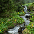 Mountain Rain Fragrance Oil