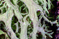 Oakmoss Fragrance Oil