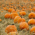 Pumpkin Patch Fragrance Oil
