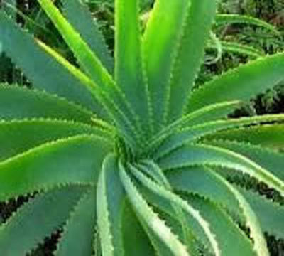 Aloe Fragrance Oil