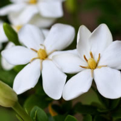 Gardenia Fragrance Oil