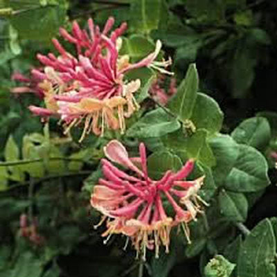 Honeysuckle Essential Fragrance Oil