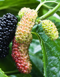 Mulberry Fragrance Oil