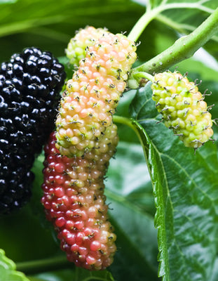 Mulberry Fragrance Oil