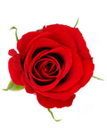 Rose Fragrance Oil