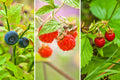 Wildberry Fragrance Oil