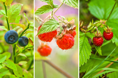 Wildberry Fragrance Oil