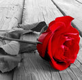 Sandalwood Rose Fragrance Oil