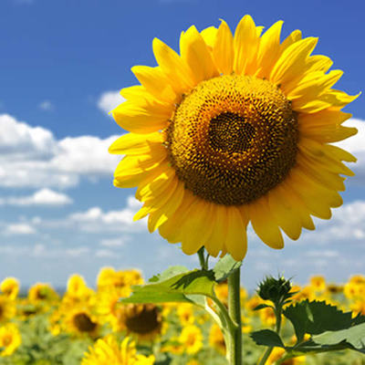 Sunflower Fragrance Oil