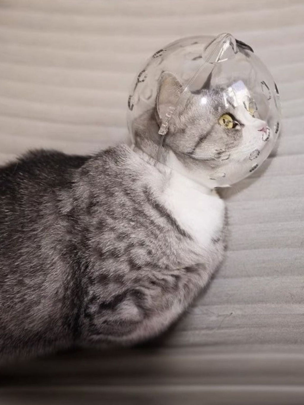 Transparent Anti-Bite Pet Spherical Head Cover