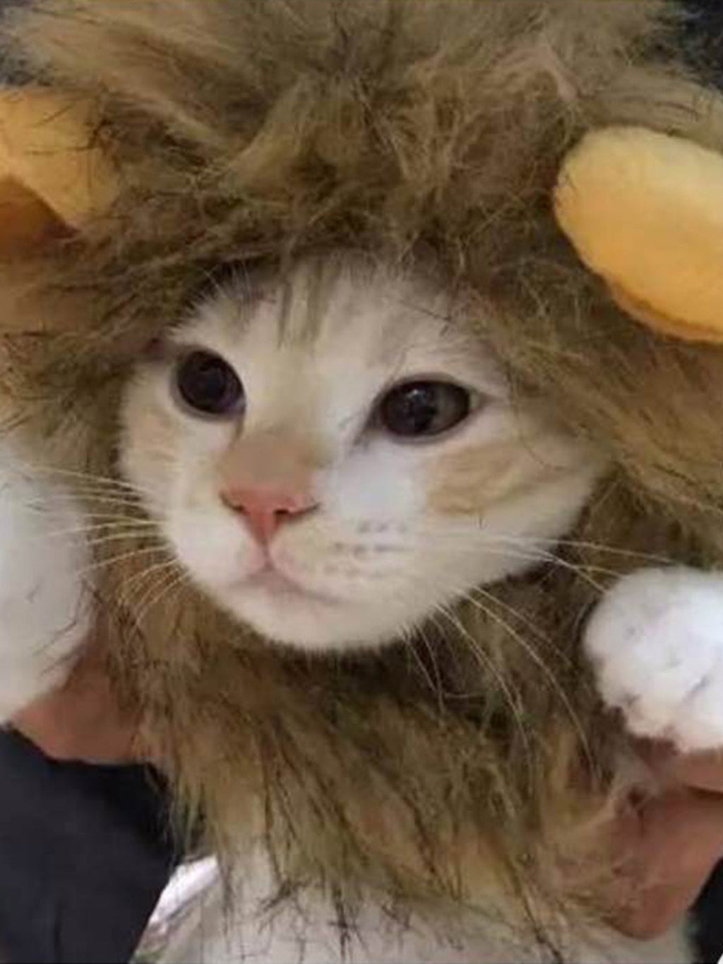 Lion Mane Pet Headwear