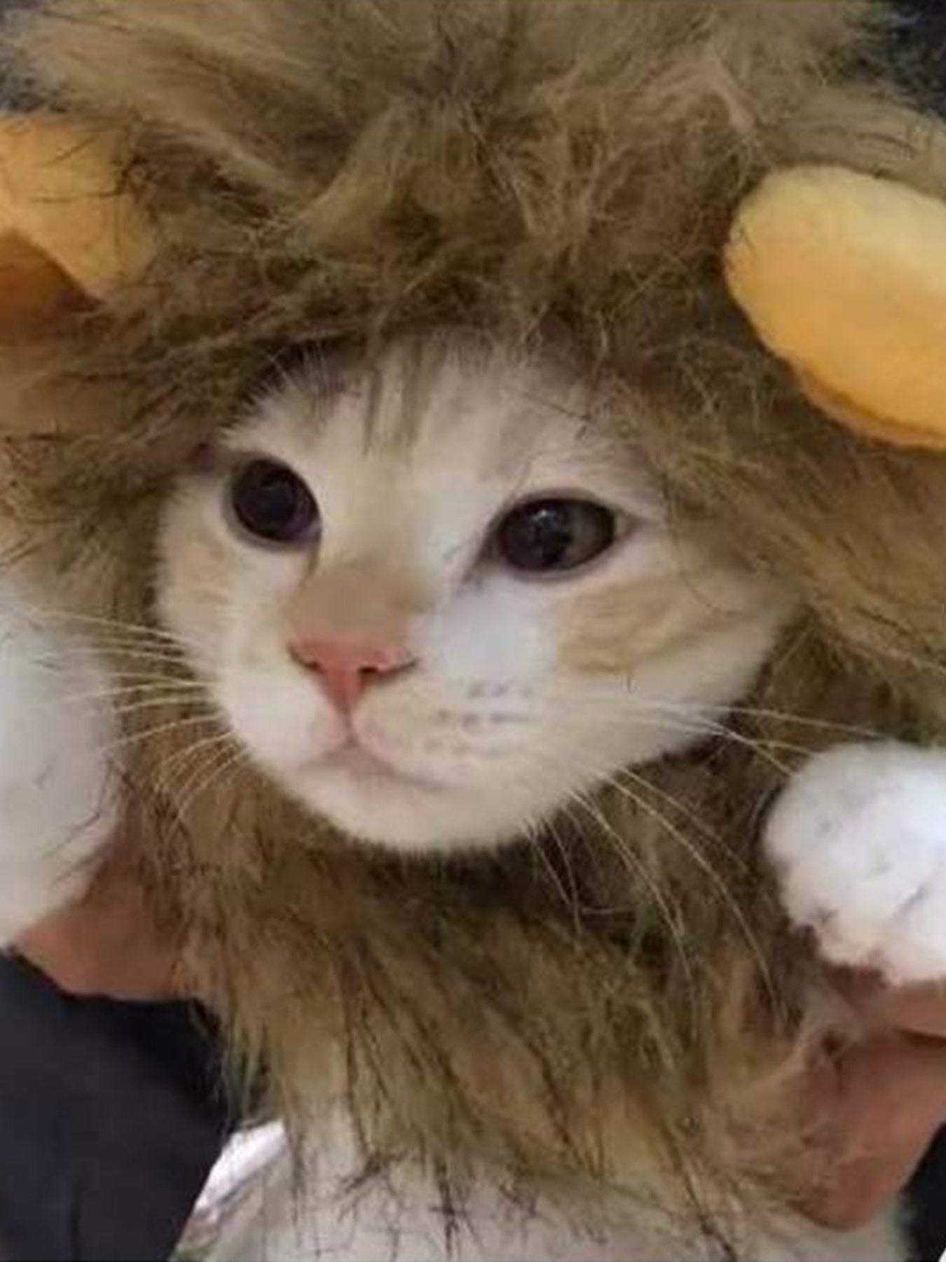 Lion Mane Pet Headwear