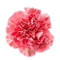 Carnation Fragrance Oil