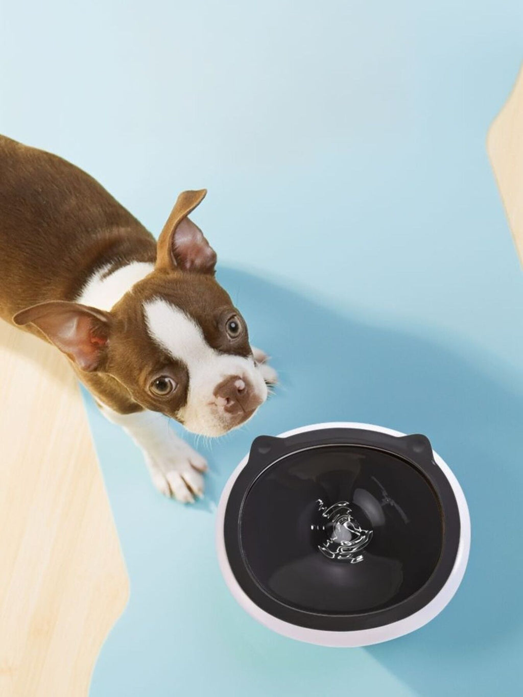 Cute Cat Ear Pet Bowls